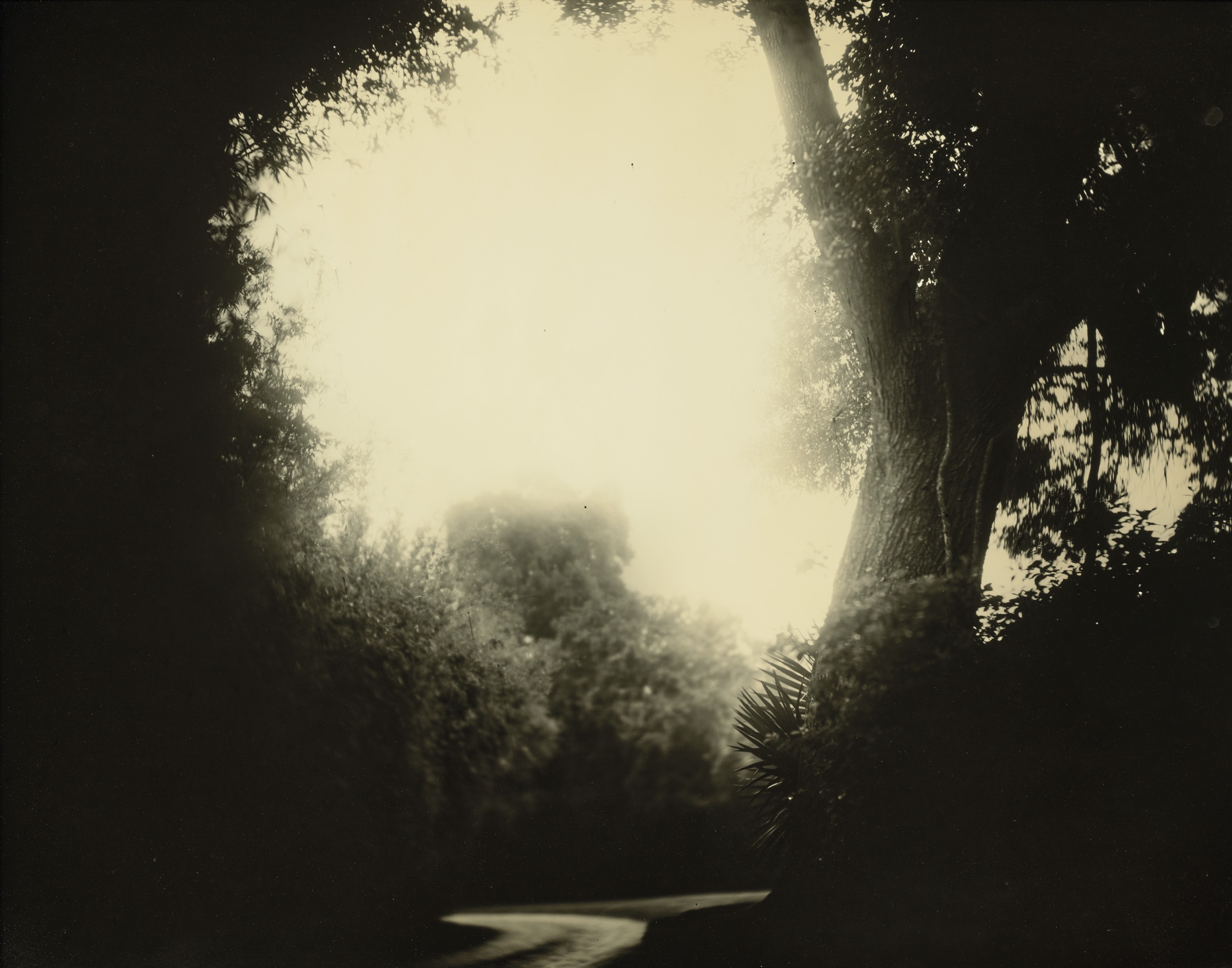 SALLY MANN (NÉE EN 1951), Untitled (Deep South #20), 1998 | Christie's