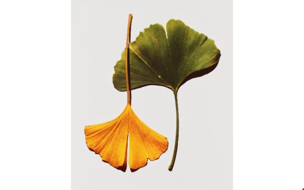 Photographs auction at Christies